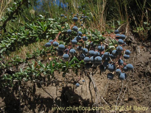 Imágen de Berberis darwinii (Michay / Calafate). Haga un clic para aumentar parte de imágen.